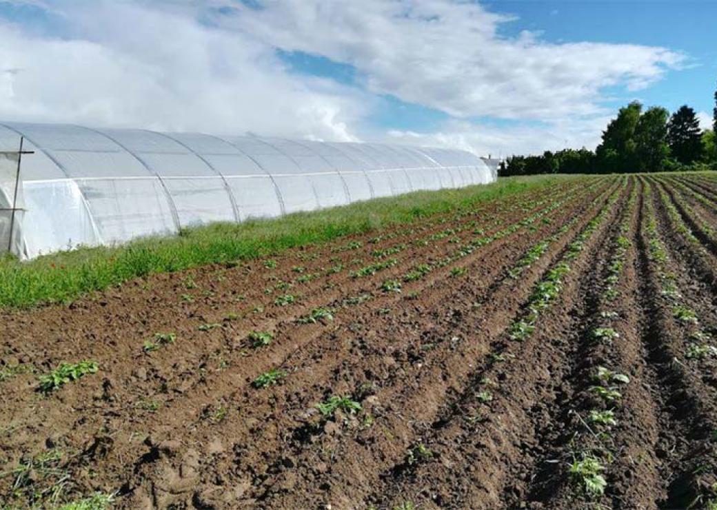 Maraichage biologiques sur le plateau de Moyrand-Charezieux