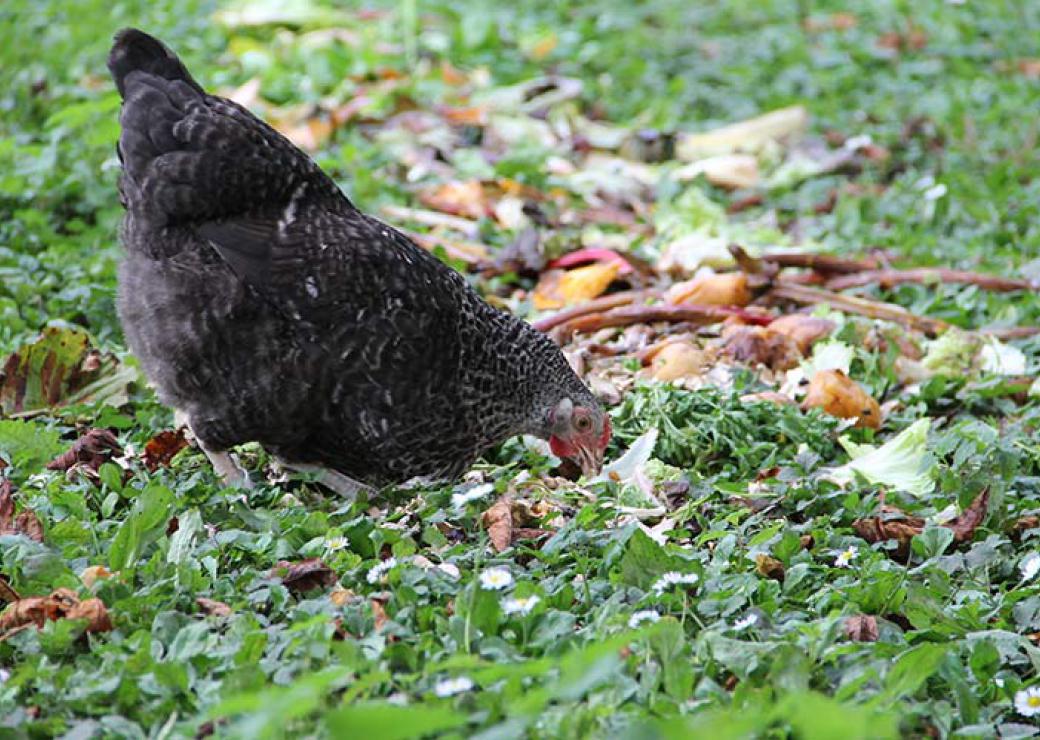 Poule composteuse