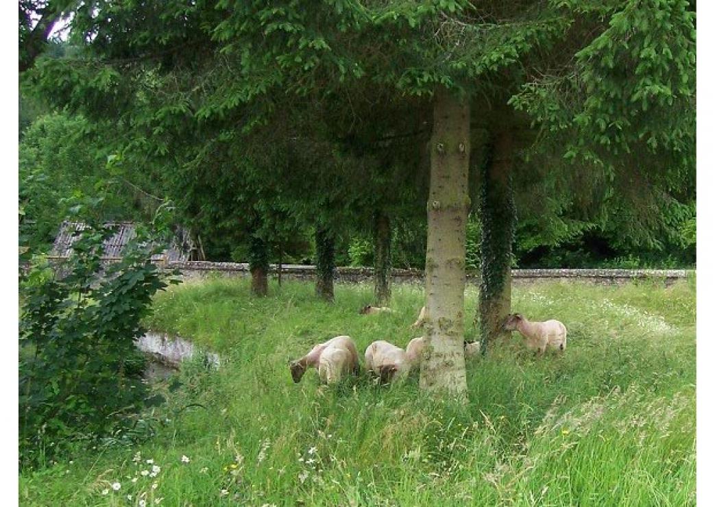 Des moutons dans un pâturage urbain