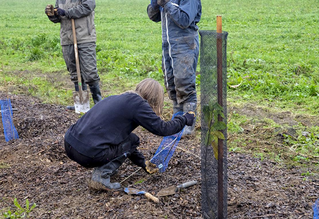 Plantation de haies dans un champs