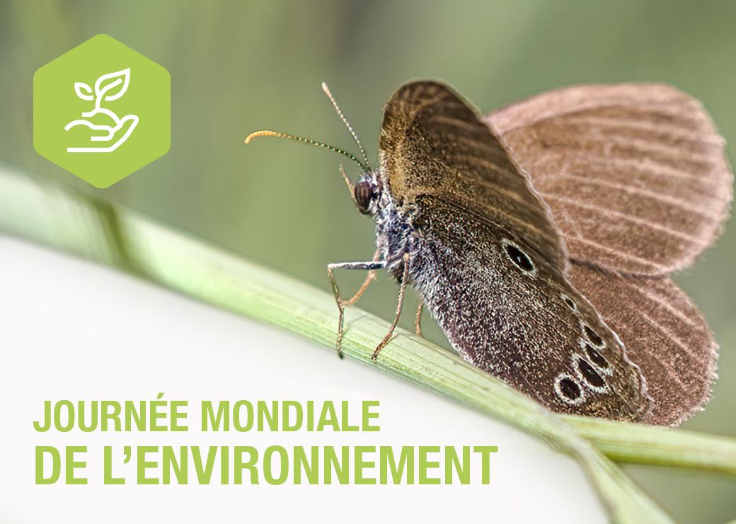 Image Journée de l'environnement