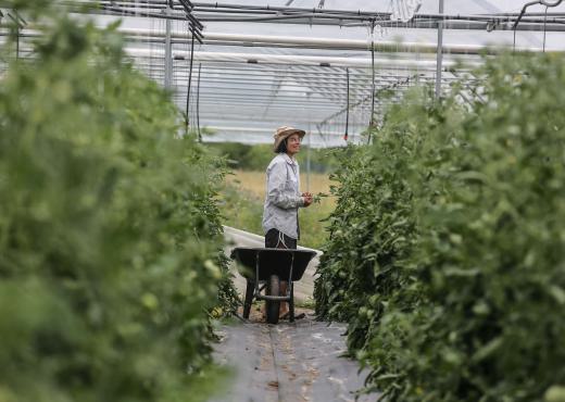 Démonstrateurs territoriaux des transitions agricoles et alimentaires - Serre TDM