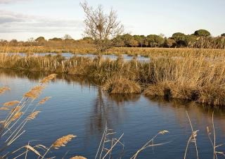 zone humide Camargue