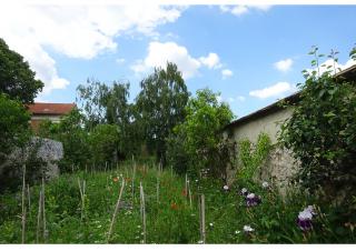 La photo montre un carré de verdure avec des herbes folles, des iris et sur la droite, un mur contre lequel pousse un pecher