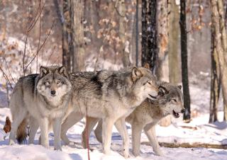 trois loups gris dans la neige