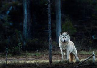 un loup dans la forêt