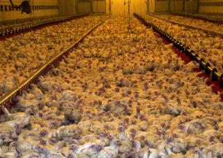 élevage intensif poulets