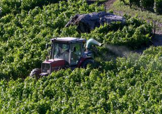 épandage de pesticides dans une vigne 