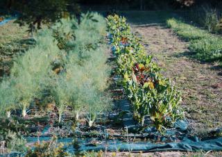 Transitions agricoles et alimentaires